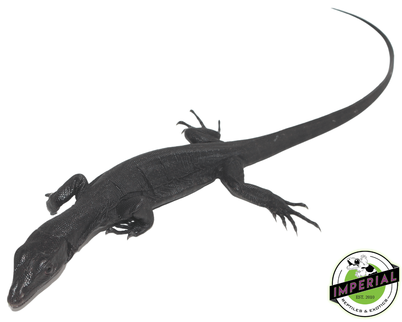 Black Dragon Water Monitor Baby - Image 3