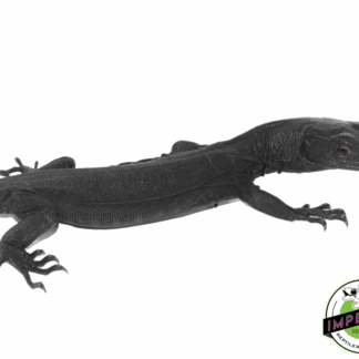 Black Dragon Water Monitor Baby