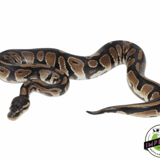 Orange Dream Black Head Ball Python