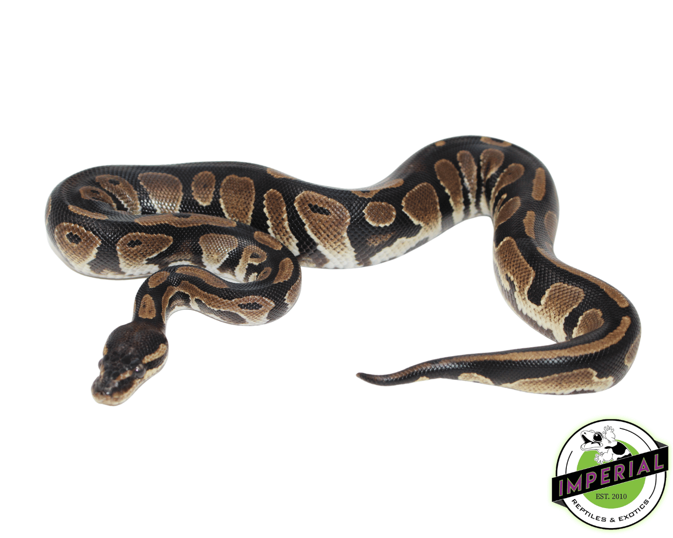 Orange Dream Black Head Ball Python