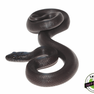 Black African House Snake Baby