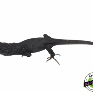 Melanistic Jeweled Lacerta