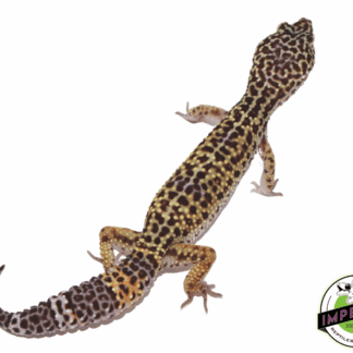 Black Knight x Fasciolatus Leopard Gecko Adult Female