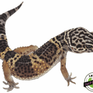 Black Knight Leopard Gecko