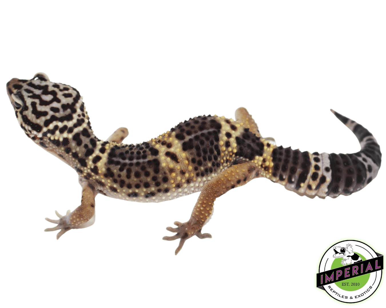 Black Knight Leopard Gecko - Image 2