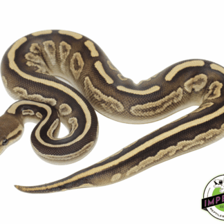 Black Magic Ball Python Baby