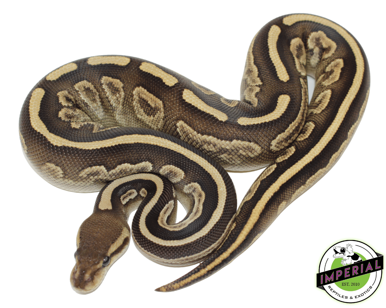 Black Magic Ball Python Baby - Image 2