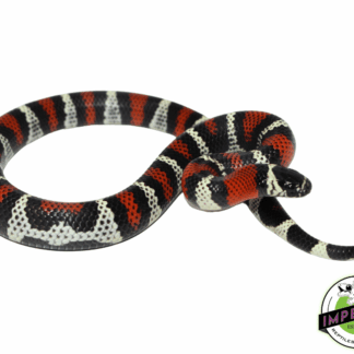 Black Milk Snake Baby
