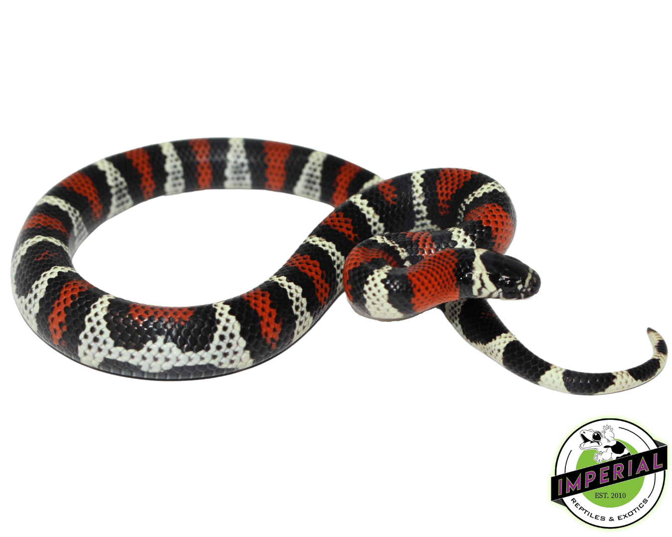 Black Milk Snake Baby