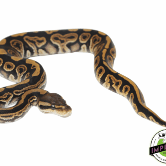 Black Pastel Ball Python