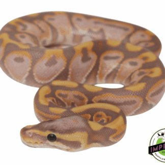 Banana Black Pastel Enchi Ball Python Baby