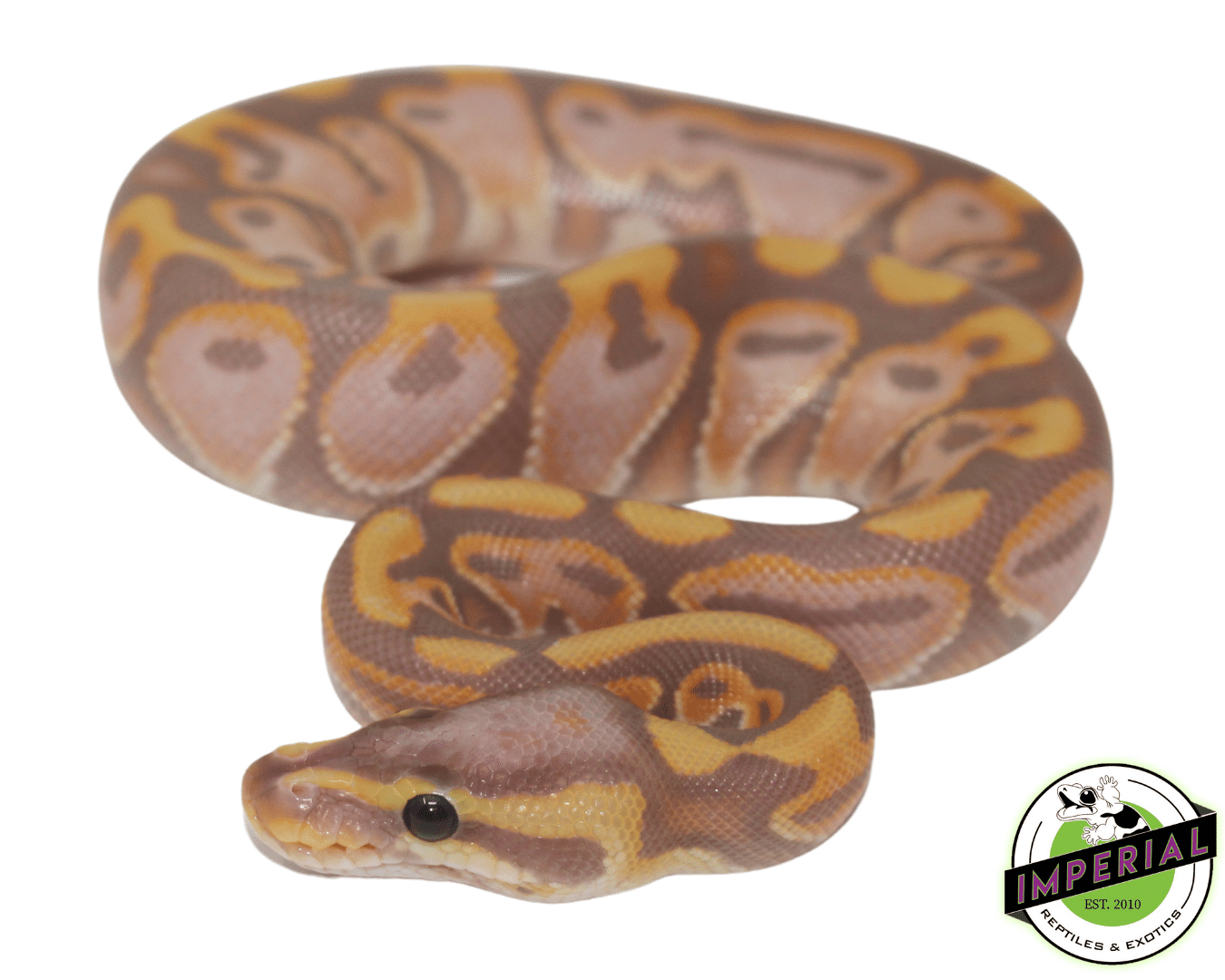 Banana Black Pastel Enchi Ball Python Baby