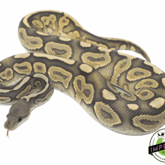 Black Pastel Ghost Ball Python Adult Male