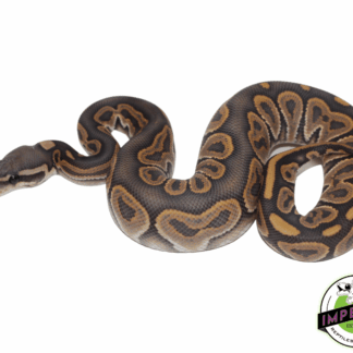 Black Pastel Ghost Ball Python