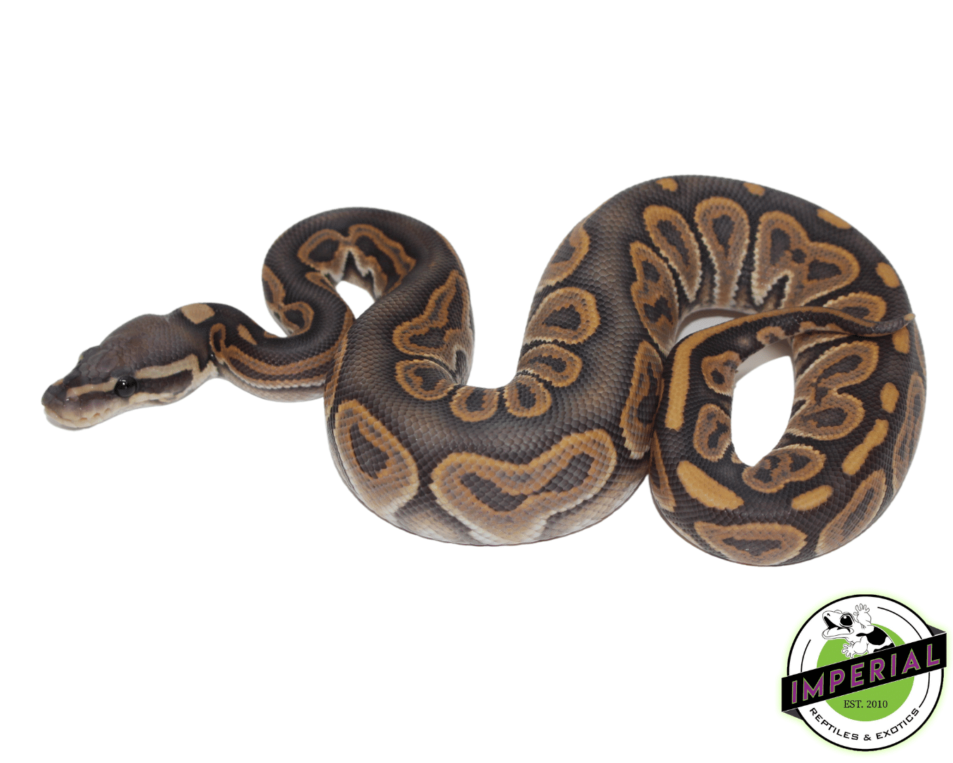 Black Pastel Ghost Ball Python
