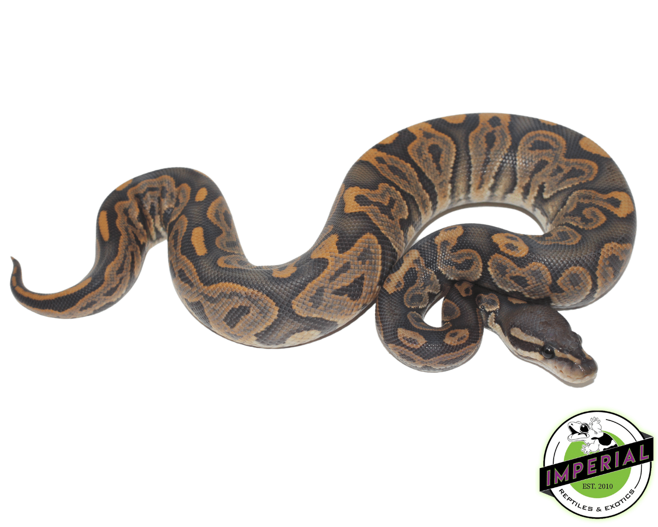 Black Pastel Ghost Ball Python - Image 2