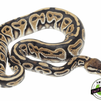 Black Pastel Specter Ball Pytho