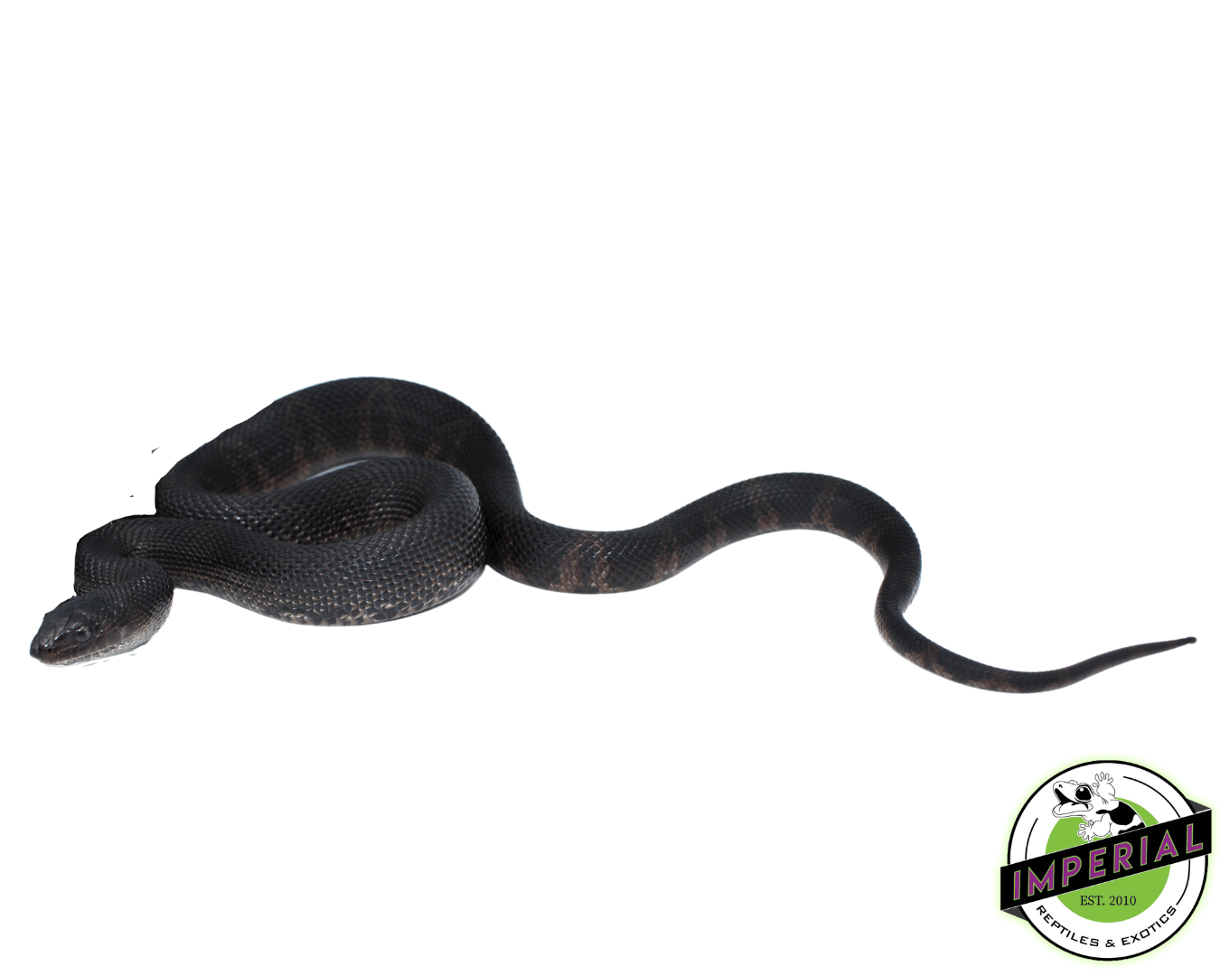 Black Pine Snake Baby (FLORIDA SALE ONLY!) - Image 2