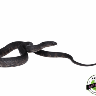 Black Pine Snake Baby (FLORIDA SALE ONLY!)