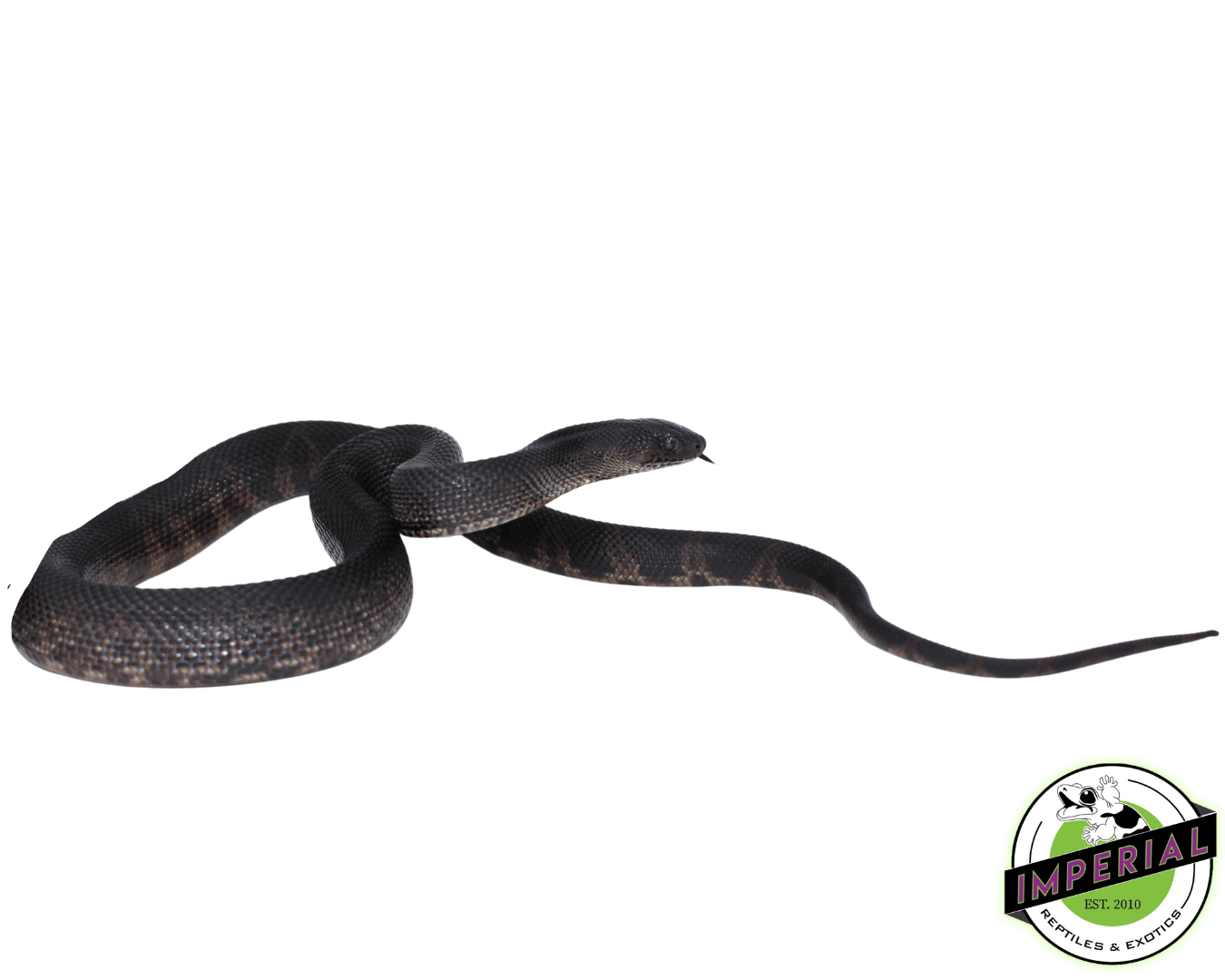 Black Pine Snake Baby (FLORIDA SALE ONLY!)