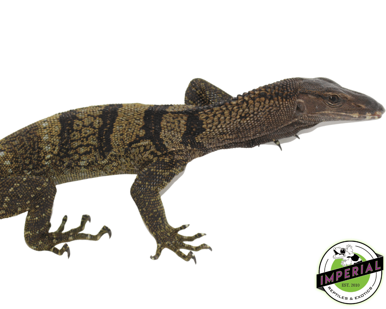 Black Roughneck Monitor - Image 2