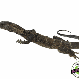 Black Roughneck Monitor