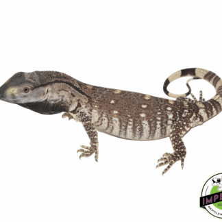 Black Throat Monitor Baby