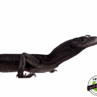 Black Tree Monitor PAIR