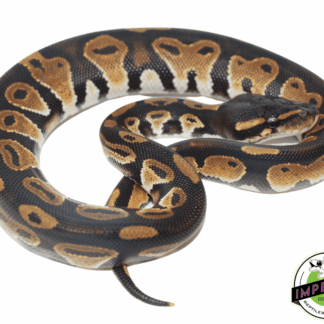 Blackhead Het Pied Ball Python