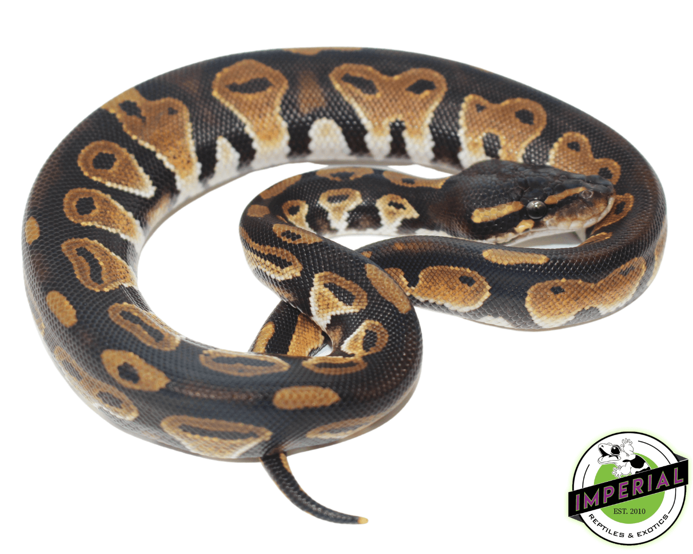 Blackhead Het Pied Ball Python