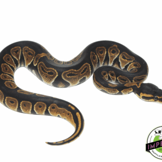 Blackhead Ball Python