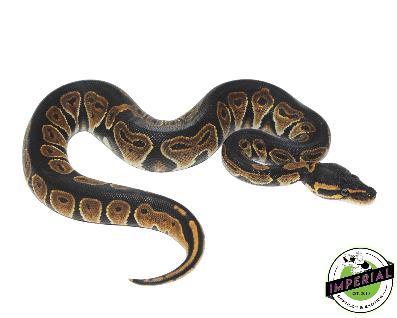 Blackhead Ball Python