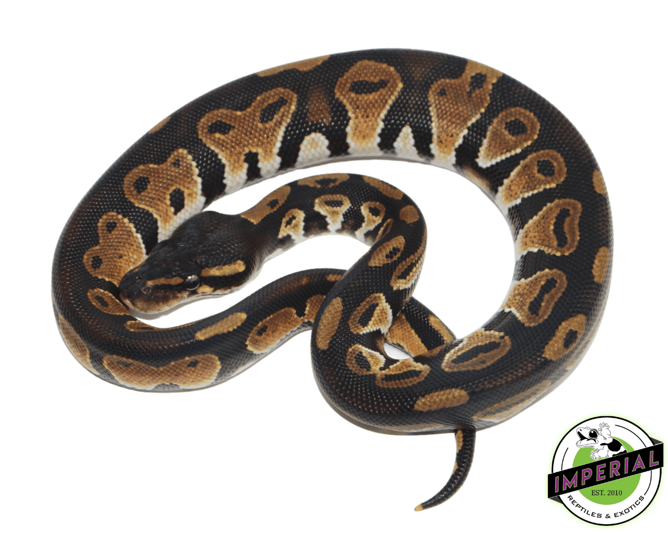 Blackhead Het Pied Ball Python - Image 2