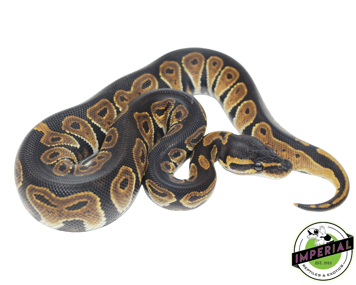 Blackhead Ball Python - Image 2