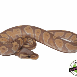 Banana Blackhead Fire Ball Python
