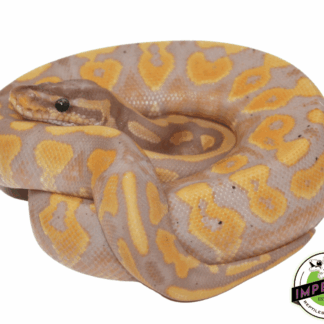 Banana Blackhead Yellowbelly Ball Python
