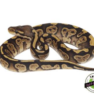 Blackhead Fire Ball Python