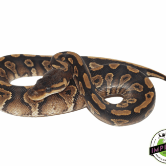 Blackhead Yellowbelly Ball Python Baby