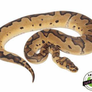 Blade Clown Ball Python