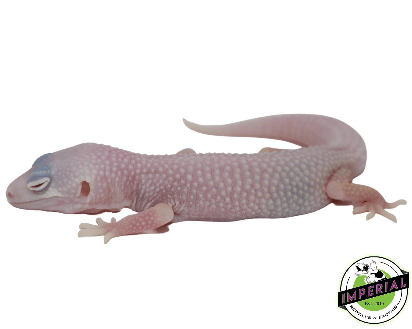 Blazing Blizzard Leopard Gecko Baby - Image 3