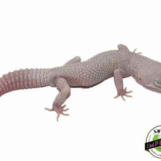 Blazing Blizzard Leopard Gecko Adult