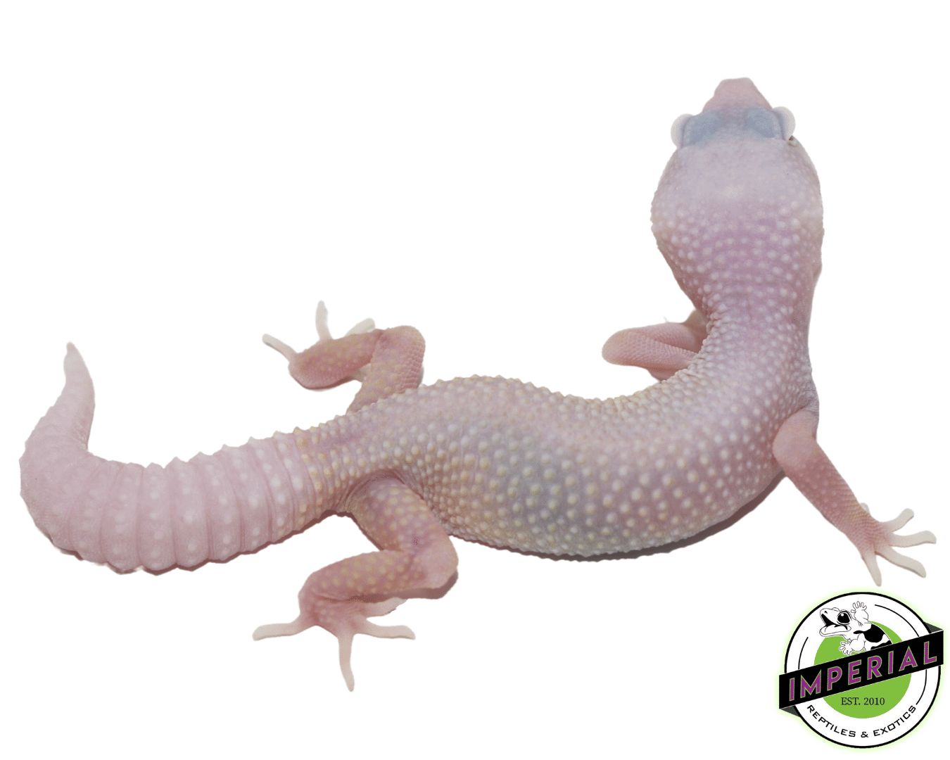 Blazing Blizzard Leopard Gecko Baby - Image 2