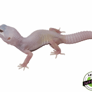 Blazing Blizzard Leopard Gecko Baby