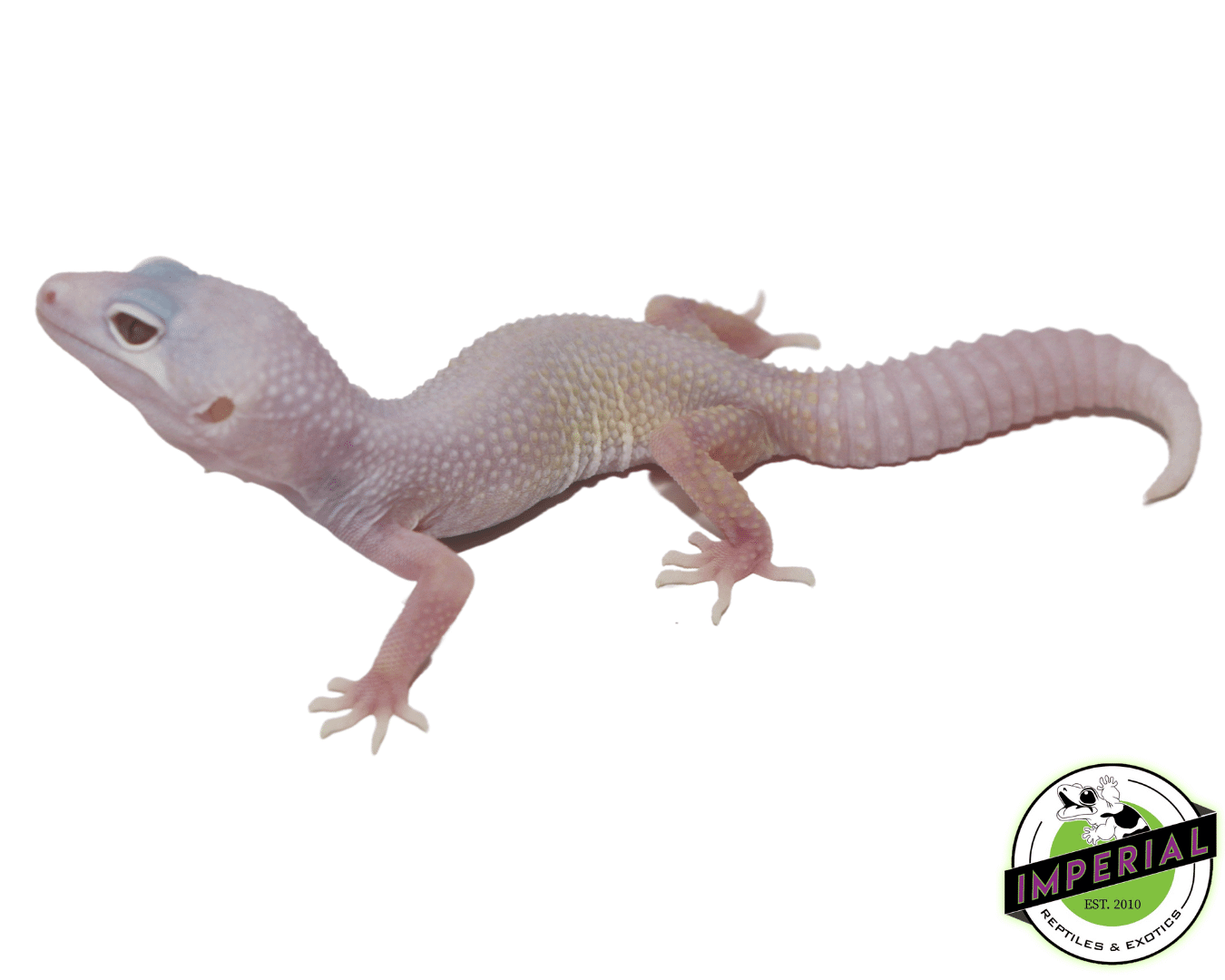 Blazing Blizzard Leopard Gecko Baby