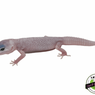 Blizzard Leopard Gecko Baby