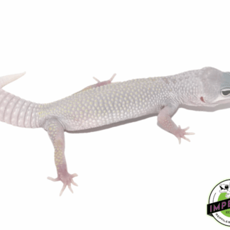 Blizzard Leopard Gecko Adult