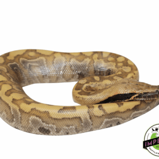 Baby "Blonde" Bangka Blood Python