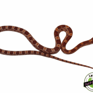 Blood Red Corn Snake