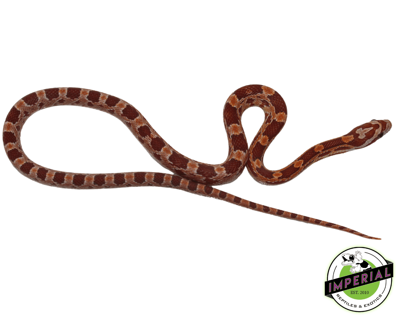 Blood Red Corn Snake