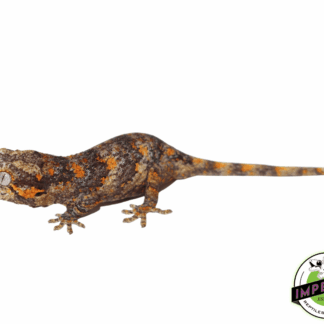 Blotched Gargoyle Gecko (#32323-01)